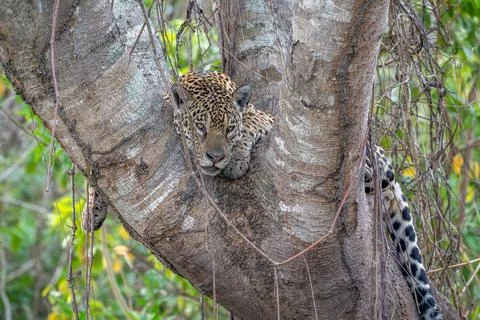 Jaguar mooching in the fork of a tree Stock Photos