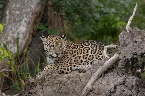 Jaguar on muddy tree root Stock Photos