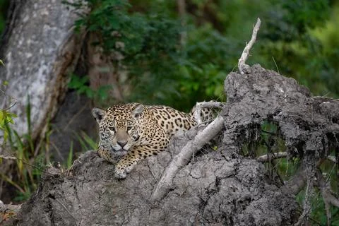 Jaguar on mudy tree root Stock Photos
