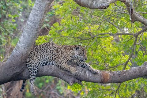 Jaguar overlooking the river from a tree Stock Photos
