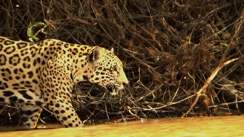 Jaguar in Pantanal Stock Footage