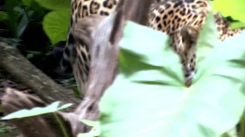 Jaguar Panther onca is a big cat Stock Footage 934278