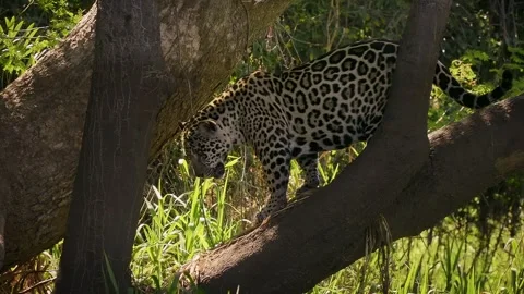 Jaguar Panthera onca climbing fallen tree trunk with open mouth tongue out, rose Stock Footage 341526363