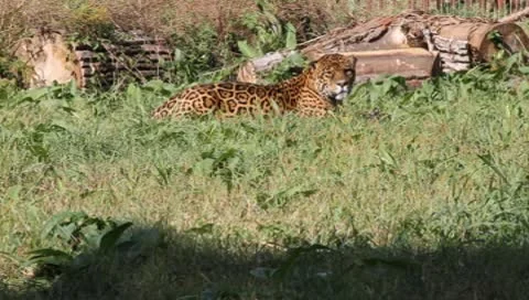 Jaguar, Panthera onca Stock-Footage 10559663
