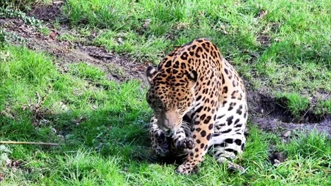 Jaguar (Panthera onca) Stock Footage 300125862