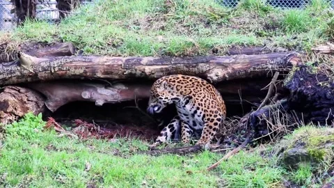 Jaguar (Panthera onca) Video stock 300367638