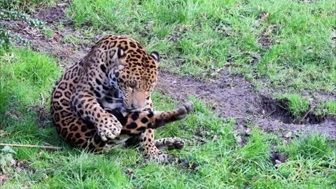 Jaguar (Panthera onca) Video stock 300367649