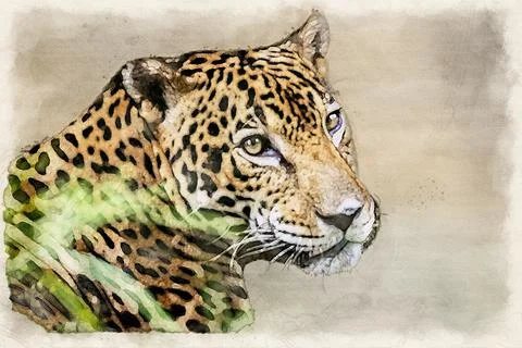 Jaguar - Panthera onca Stock Illustration
