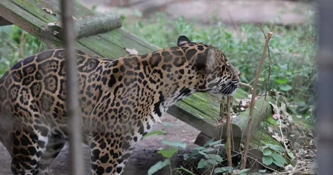 A jaguar (Panthera onca) inside a caged enclosure Stock Footage 317107440