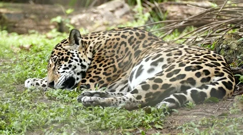 Jaguar (Panthera Onca) lying down and sleeping in grass with breathing movements Stock Footage 46153751