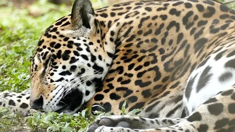 Jaguar (Panthera Onca) lying down and sleeping in grass with breathing movements Stock Footage 91309589