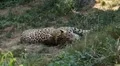 Jaguar (Panthera Onca), Panther in Wilderness, Nature, Close-up HD Footage