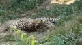 Jaguar (Panthera Onca), Panther in Wilderness, Nature, Close-up HD Footage