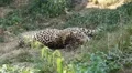 Jaguar (Panthera Onca), Panther in Wilderness, Nature, Close-up HD Footage