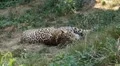 Jaguar (Panthera Onca), Panther in Wilderness, Nature, Close-up HD Footage