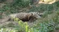 Jaguar (Panthera Onca), Panther in Wilderness, Nature, Close-up HD Footage