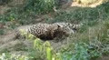 Jaguar (Panthera Onca), Panther in Wilderness, Nature, Close-up HD Footage