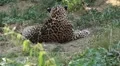Jaguar (Panthera Onca), Panther in Wilderness, Nature, Close-up HD Footage