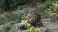 Jaguar (Panthera Onca), Panther in Wilderness, Nature, Close-up HD Footage