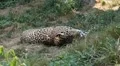 Jaguar (Panthera Onca), Panther in Wilderness, Nature, Close-up HD Footage