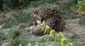 Jaguar (Panthera Onca), Panther in Wilderness, Nature, Close-up HD Footage