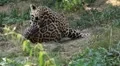 Jaguar (Panthera Onca), Panther in Wilderness, Nature, Close-up HD Footage