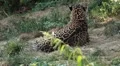 Jaguar (Panthera Onca), Panther in Wilderness, Nature, Close-up HD Footage
