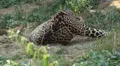Jaguar (Panthera Onca), Panther in Wilderness, Nature, Close-up HD Footage
