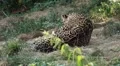 Jaguar (Panthera Onca), Panther in Wilderness, Nature, Close-up HD Footage