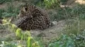 Jaguar (Panthera Onca), Panther in Wilderness, Nature, Close-up HD Footage