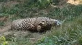 Jaguar (Panthera Onca), Panther in Wilderness, Nature, Close-up HD Footage