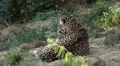 Jaguar (Panthera Onca), Panther in Wilderness, Nature, Close-up HD Footage