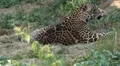 Jaguar (Panthera Onca), Panther in Wilderness, Nature, Close-up HD Footage