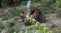 Jaguar (Panthera Onca), Panther in Wilderness, Nature, Close-up HD Footage