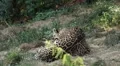 Jaguar (Panthera Onca), Panther in Wilderness, Nature, Close-up HD Footage