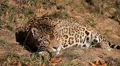 Jaguar (Panthera Onca), Panther in Wilderness, Nature, Close-up HD Footage