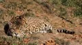 Jaguar (Panthera Onca), Panther in Wilderness, Nature, Close-up HD Footage