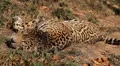 Jaguar (Panthera Onca), Panther in Wilderness, Nature, Close-up HD Footage