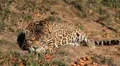 Jaguar (Panthera Onca), Panther in Wilderness, Nature, Close-up HD Footage