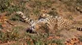 Jaguar (Panthera Onca), Panther in Wilderness, Nature, Close-up HD Footage