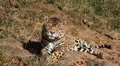 Jaguar (Panthera Onca), Panther in Wilderness, Nature, Close-up HD Footage
