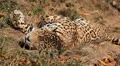 Jaguar (Panthera Onca), Panther in Wilderness, Nature, Close-up HD Footage