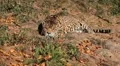 Jaguar (Panthera Onca), Panther in Wilderness, Nature, Close-up HD Footage