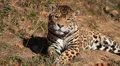Jaguar (Panthera Onca), Panther in Wilderness, Nature, Close-up HD Footage