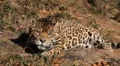 Jaguar (Panthera Onca), Panther in Wilderness, Nature, Close-up HD Footage