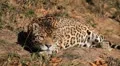 Jaguar (Panthera Onca), Panther in Wilderness, Nature, Close-up HD Footage