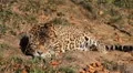 Jaguar (Panthera Onca), Panther in Wilderness, Nature, Close-up HD Footage