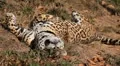 Jaguar (Panthera Onca), Panther in Wilderness, Nature, Close-up HD Footage