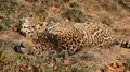 Jaguar (Panthera Onca), Panther in Wilderness, Nature, Close-up HD Footage