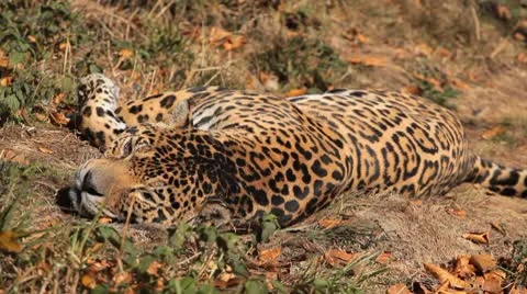 Jaguar (Panthera Onca), Panther in Wilderness, Nature, Close-up Stock Footage